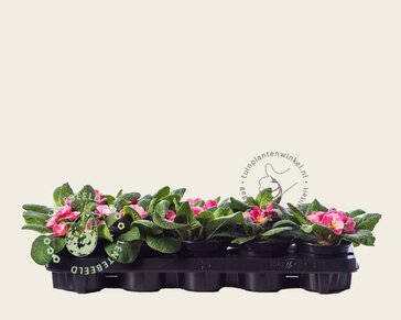 Alleen in winkel Primula acaulis 'Roze met geel oog'