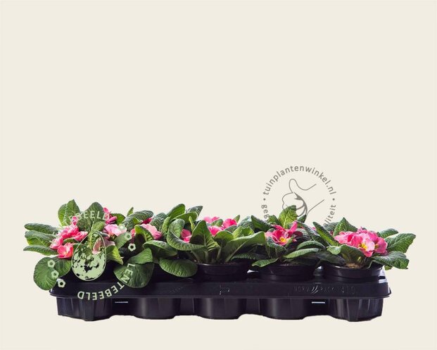 Alleen in winkel Primula acaulis 'Roze met geel oog'