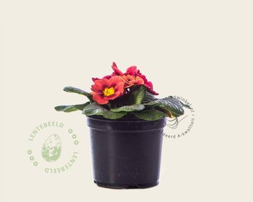 Alleen in winkel Primula acaulis 'Steenrood'