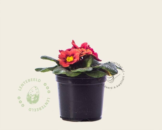 Alleen in winkel Primula acaulis 'Steenrood'