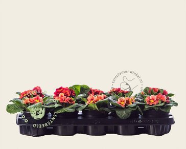 Alleen in winkel Primula acaulis 'Steenrood'