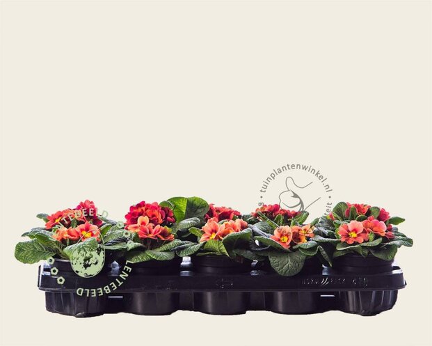 Alleen in winkel Primula acaulis 'Steenrood'
