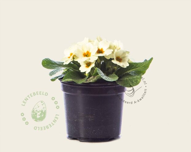 Alleen in winkel Primula acaulis 'Cremegeel'