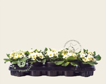 Alleen in winkel Primula acaulis 'Cremegeel'