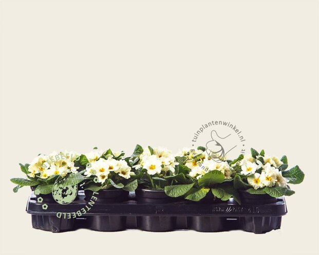 Alleen in winkel Primula acaulis 'Cremegeel'