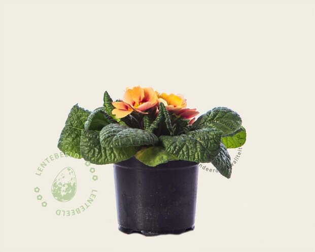 Alleen in winkel Primula acaulis 'Zalmoranje'