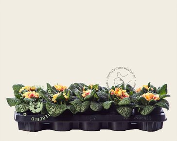 Alleen in winkel Primula acaulis 'Zalmoranje'