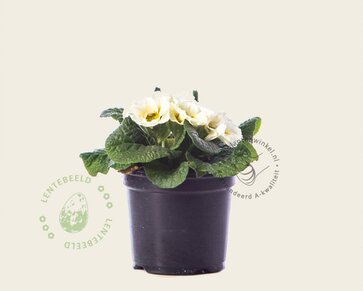 Alleen in winkel Primula acaulis 'Dubbelbloemig wit'