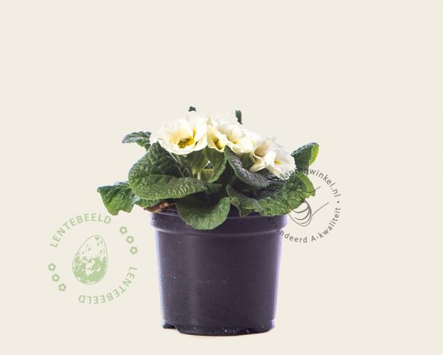 Alleen in winkel Primula acaulis 'Dubbelbloemig wit'