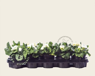 Alleen in winkel Primula acaulis 'Dubbelbloemig wit'