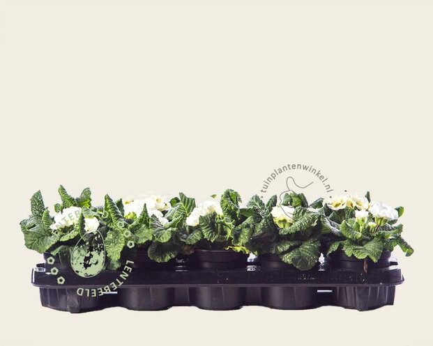 Alleen in winkel Primula acaulis 'Dubbelbloemig wit'