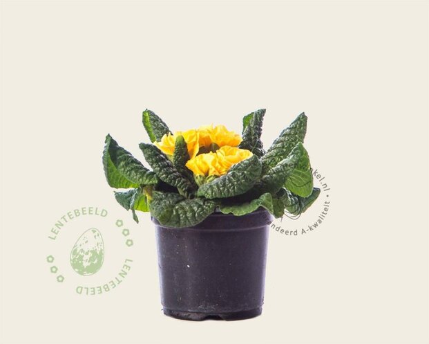 Alleen in winkel Primula acaulis 'Dubbelbloemig geel'