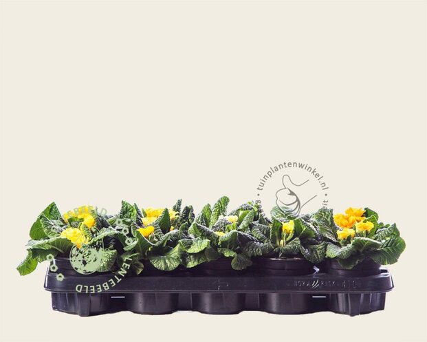 Alleen in winkel Primula acaulis 'Dubbelbloemig geel'