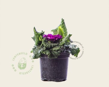 Alleen in winkel Primula acaulis 'Dubbelbloemig paars'