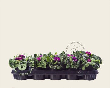Alleen in winkel Primula acaulis 'Dubbelbloemig paars'