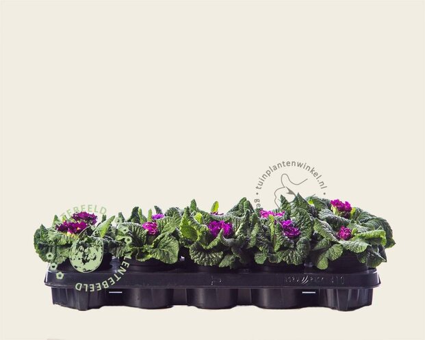 Alleen in winkel Primula acaulis 'Dubbelbloemig paars'