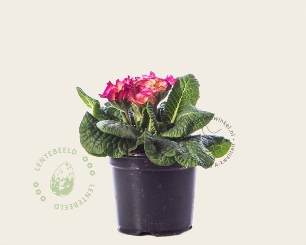 Alleen in winkel Primula acaulis 'Dubbelbloemig 'Purper-zalm'