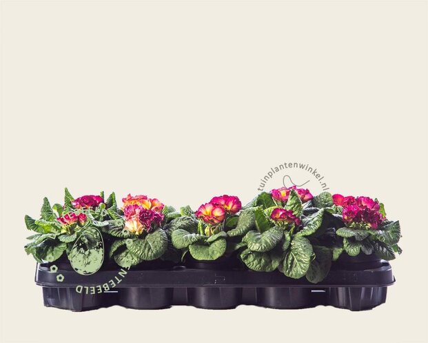 Alleen in winkel Primula acaulis 'Dubbelbloemig 'Purper-zalm'