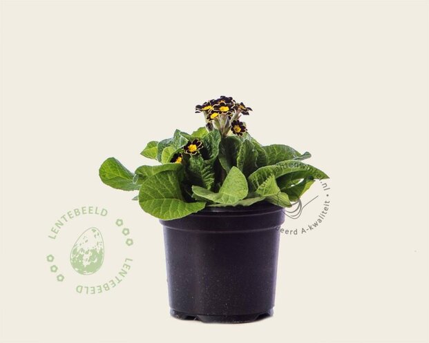 Alleen in winkel Primula elatior 'Mister Goldlace'