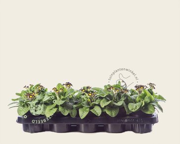 Alleen in winkel Primula elatior 'Mister Goldlace'
