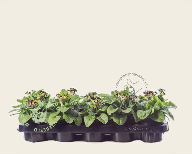 Alleen in winkel Primula elatior 'Mister Goldlace'