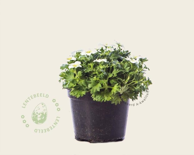 Alleen in winkel Saxifraga x arendsii 'Wit'