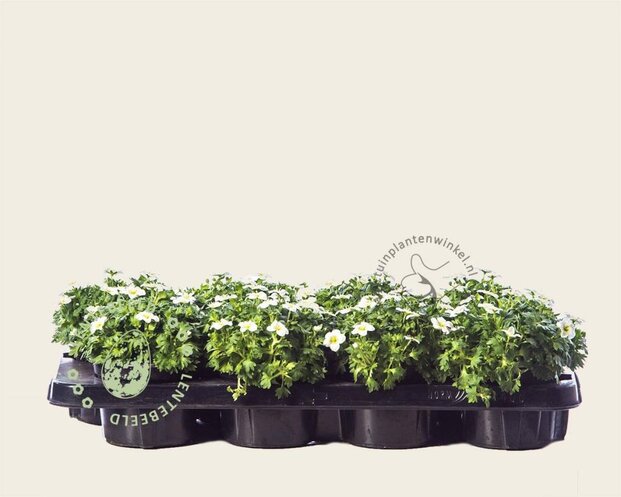 Alleen in winkel Saxifraga x arendsii 'Wit'