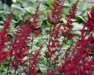 Astilbe arendsii 'Fanal' image