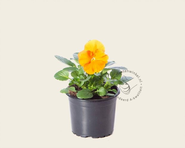 Alleen in winkel Viool Grootbloemig 'Matrix Oranje' - Tray 12 st.