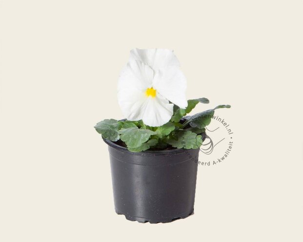 Alleen in winkel Viool Grootbloemig 'Alpha Wit' - Tray 12 st.