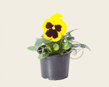 Alleen in winkel Viool Grootbloemig 'Matrix Geel met Oog' - Tray 12 st.