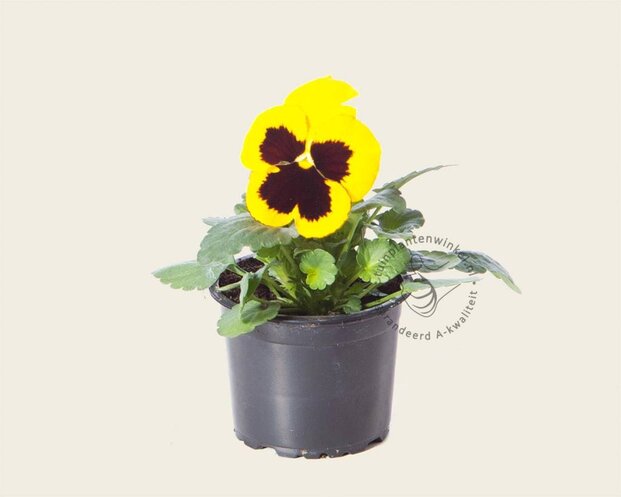Alleen in winkel Viool Grootbloemig 'Matrix Geel met Oog' - Tray 12 st.