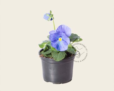 Alleen in winkel Viool Grootbloemig 'Matrix Hemelsblauw' - Tray 12 st.