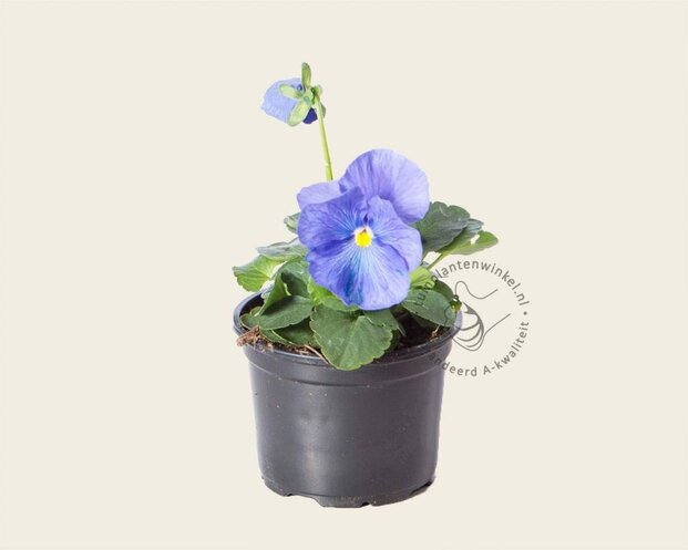 Alleen in winkel Viool Grootbloemig 'Matrix Hemelsblauw' - Tray 12 st.