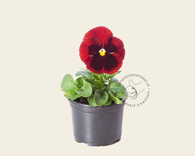 Alleen in winkel Viool Grootbloemig 'Alpha Rood met Oog' - Tray 12 st.