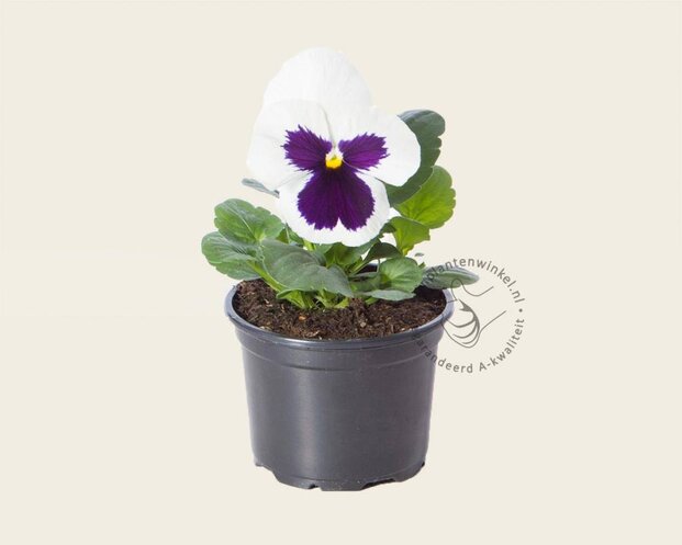 Alleen in winkel Viool Grootbloemig 'Alpha Wit met Oog' - Tray 12 st.