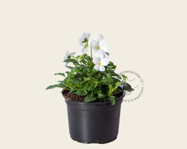 Alleen in winkel Viool Mini 'Sorbet Wit' - Tray 12 st.