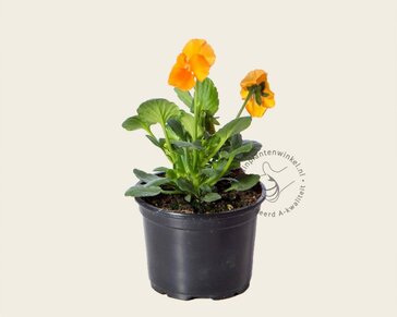 Alleen in winkel Viool Mini 'Sorbet Oranje'  - Tray 12 st.