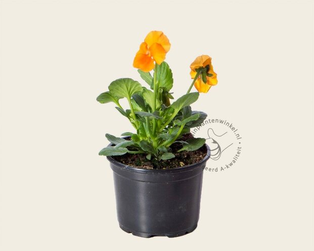 Alleen in winkel Viool Mini 'Sorbet Oranje'  - Tray 12 st.