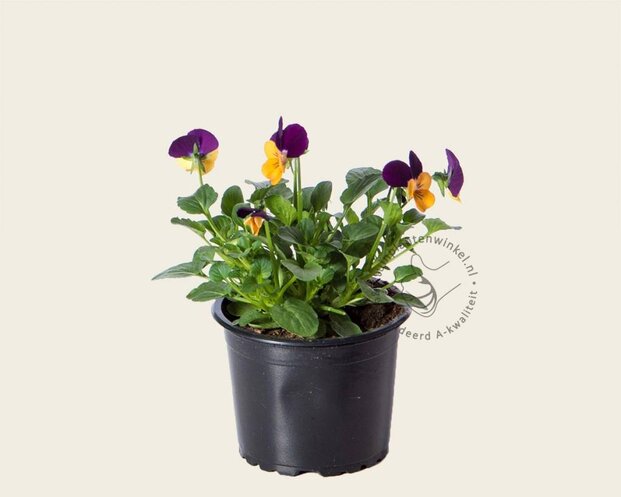 Alleen in winkel Viool Mini 'Callisto Oranje-paarse Vlag' - Tray 12 st.