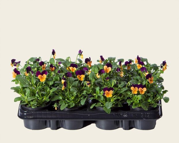 Alleen in winkel Viool Mini 'Callisto Oranje-paarse Vlag' - Tray 12 st.
