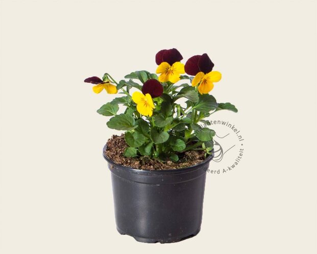 Alleen in winkel Viool Mini 'Rocky Geel-rode Vlag' - Tray 12 st.
