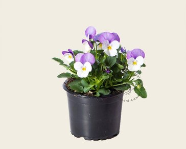 Alleen in winkel Viool Mini 'Callisto Wit-roze Vlag' - Tray 12 st.