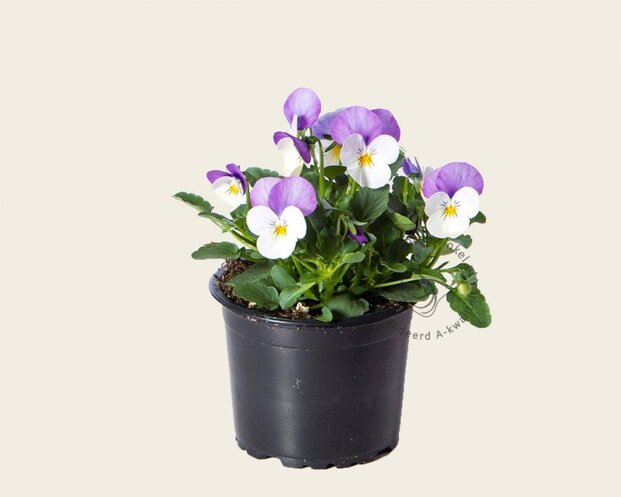 Alleen in winkel Viool Mini 'Callisto Wit-roze Vlag' - Tray 12 st.