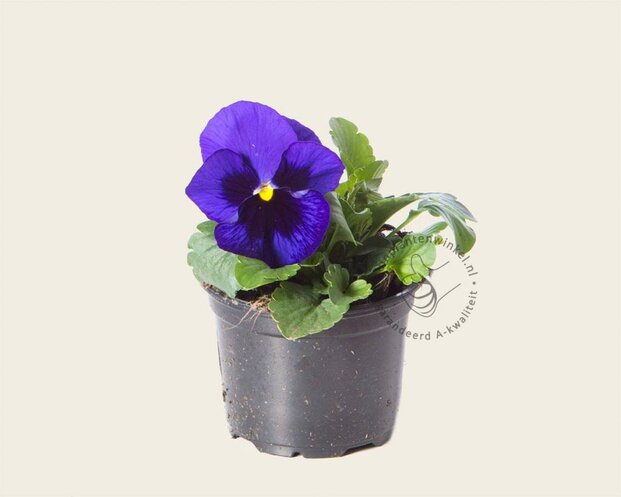 Alleen in winkel Viool Grootbloemig 'Delta Blauw met Oog' - Tray 12 st.