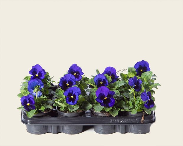 Alleen in winkel Viool Grootbloemig 'Delta Blauw met Oog' - Tray 12 st.