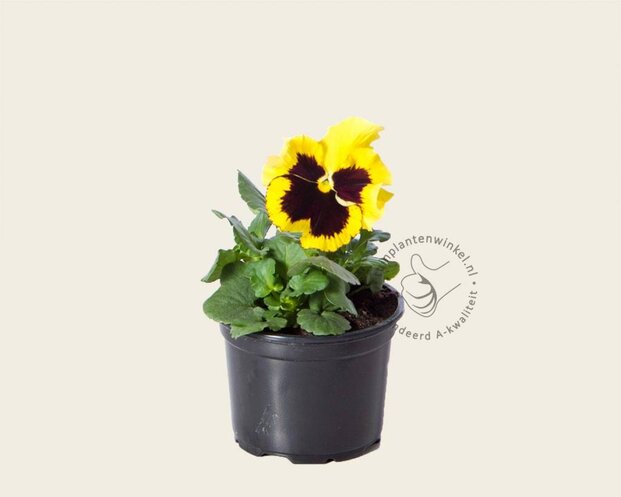 Alleen in winkel Viool Grootbloemig 'Alpha Lemon met Oog' - Tray 12 st.
