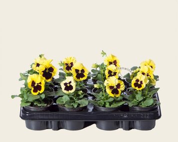 Viool Grootbloemig 'Alpha Lemon met Oog' - Tray 12 st. image