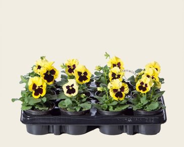 Alleen in winkel Viool Grootbloemig 'Alpha Lemon met Oog' - Tray 12 st.