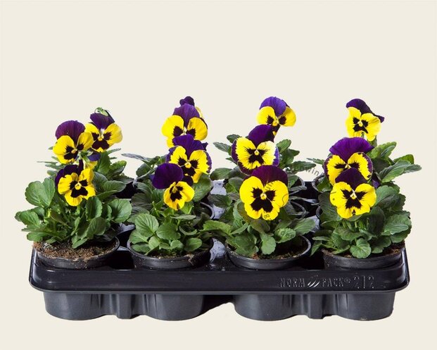 Alleen in winkel Viool Grootbloemig 'Alpha Geel-paars' - Tray 12 st.
